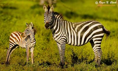 zebra family