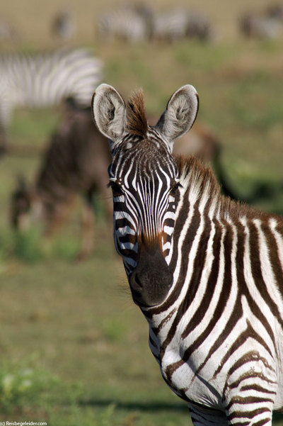 zebra's head