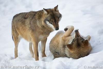 Wolf Facts - Photorena